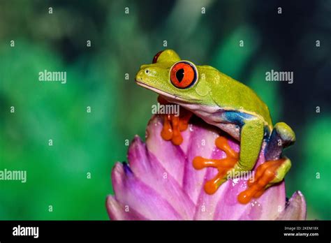 Rana De Ojos Rojos Agalychnis Callidryas Cautiva Nativo De Bosques