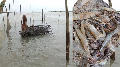 ভর নদত গছর ঝউ দয চড মছ শকর Most Unique Fishing Style