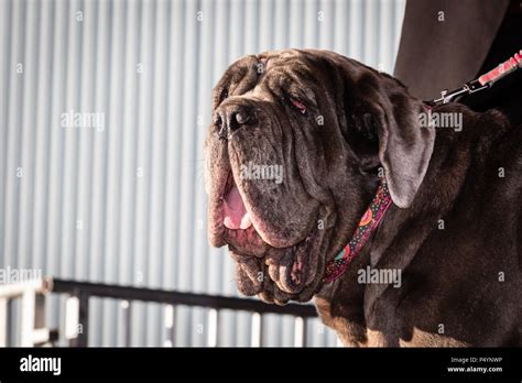 California Usa 23rd June 2018 Martha A Neapolitan Mastiff Owned