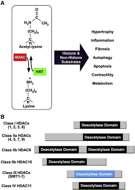 Isoform Selective Hdac Inhibitors Closing In On Translational Medicine