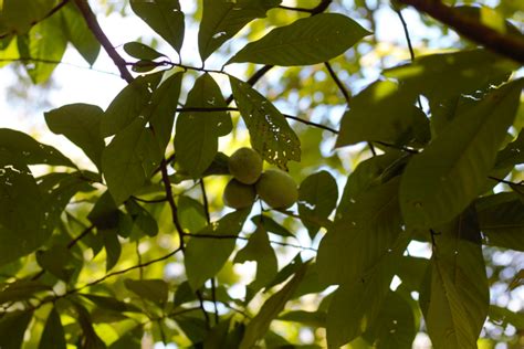 9 Delicious Paw Paw Recipes Hillsborough Homesteading