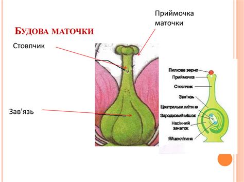 Презентація " Будова квітки"