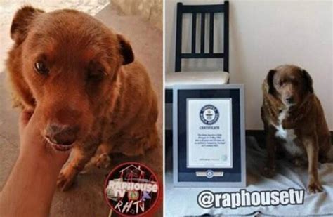 Mengenal Bobi Anjing Yang Pecahkan Rekor Dunia Guinness Sebagai Anjing