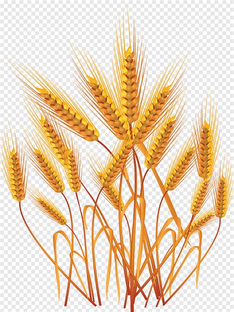 Wheat Ear Cereal Illustration Wheat Food Oat Png PNGEgg