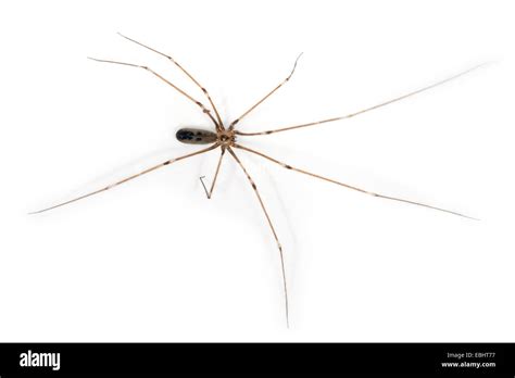 Femme Araign E Pholcus Phalangioides Cave Sur Un Fond Blanc Une