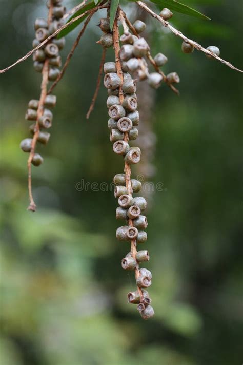 Bottle Brush Tree Fruits Seeds Stock Photo - Image of tree, australian ...