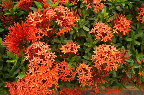 Dwarf Ixora Care Everything You Need To Know Gfl Outdoors