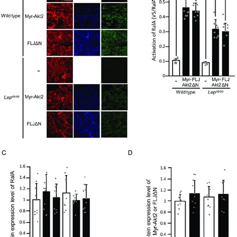 The Activation Of Rala Following The Ectopic Expression Of The