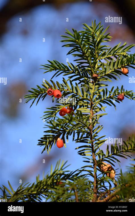 Branches Of European Yew Tree In Front Of Azure Sky Taxus Baccata Tree