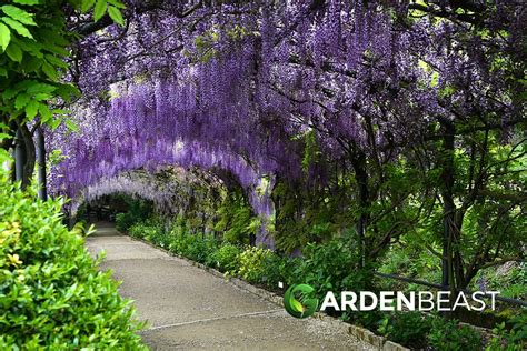 Complete Guide To Wisteria How To Grow Care For Wisteria