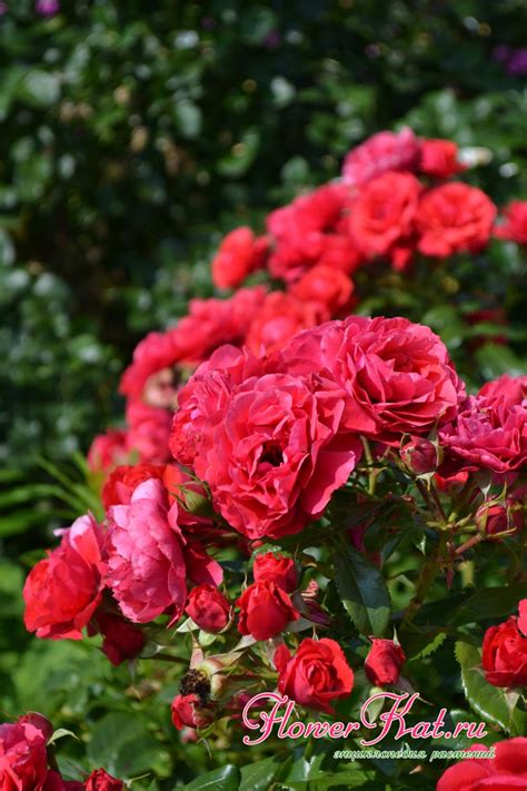 Роза Cherry Girl / Черри Герл описание сорта - Энциклопедия - Всё о ...