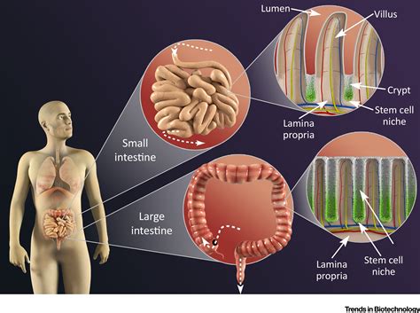 Primary Cell Derived Intestinal Models Recapitulating Physiology