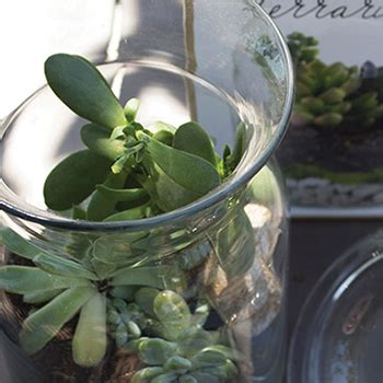 DIY Glass Jar Terrarium - Severna Park - Homestead Gardens, Inc.