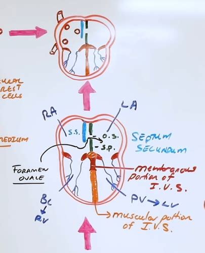 USMLE Step 1 CVS Embryology Flashcards Quizlet