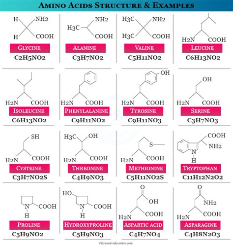 Amino Acids Definition Formula Structure Types Examples