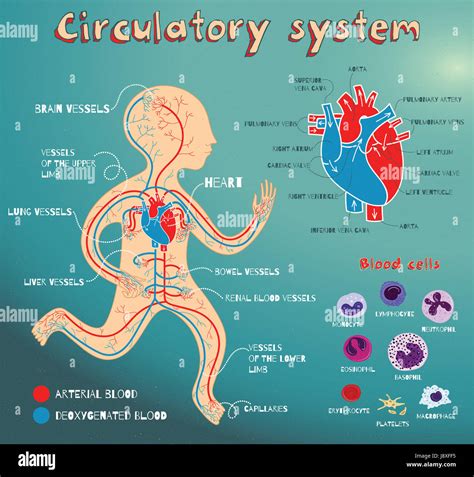 Circulatory System Coloring Page For Kids