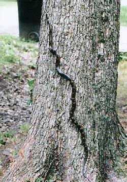 Snakes In Mississippi Gray Rat Snake Elaphe Obsoleta Image By