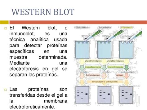 Fundamento Y Procedimiento De Las Pruebas De Western Blot