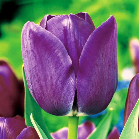 Tulipan Pojedynczy Późny Blue Aimable 5 szt Tulipany cebulki tulipanów