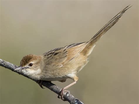 Birding Papua New Guinea - World Bird Traveler