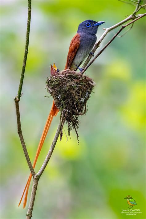 Male Oriental Paradise Flycatcher Blyth S Paradise Flyca Flickr