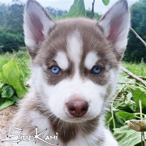 Arriba Images Lobo Siberiano Rojo Viaterra Mx