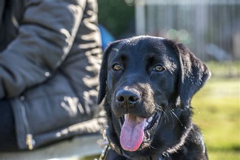 Black Labrador Retriver Free Stock Photo Public Domain Pictures