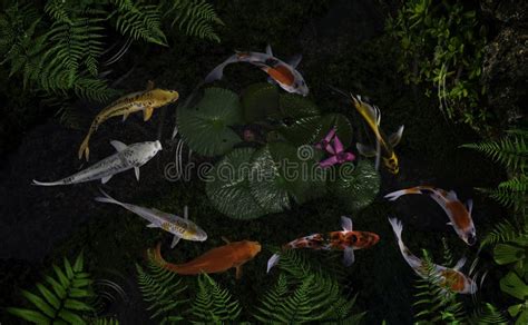 Koi Fish Pond With Lotus Flowers Stock Photo Image Of Golden Lily