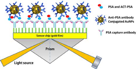 Schematic Representation Of The Psa Immunosensor Based On Psa Detection