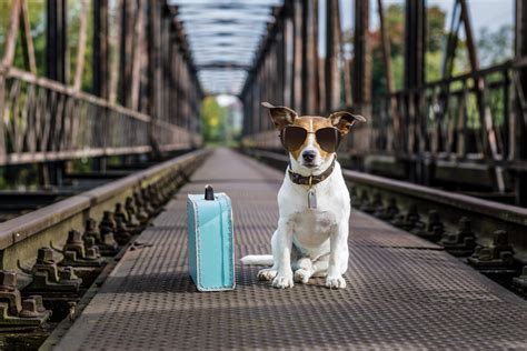 The 7 Most Dog Friendly Places In America Camp Bow Wow