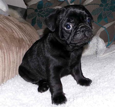 Frenchie Pug Puppies For Sale | PETSIDI