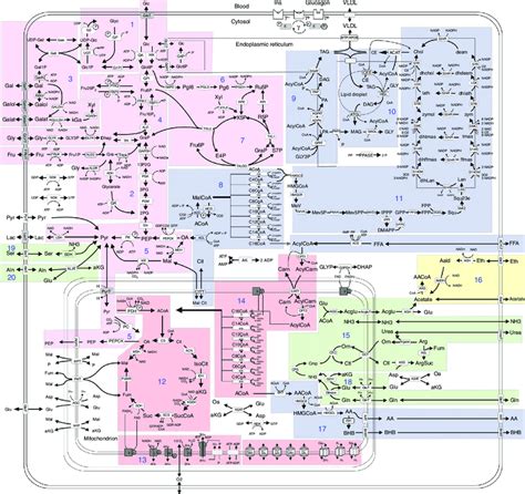 Reaction Scheme Of The Metabolic Sub Model Reactions And Transport