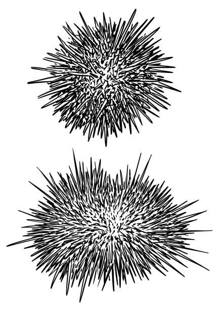 Sea Urchin Illustrations Royalty Free Vector Graphics And Clip Art Istock