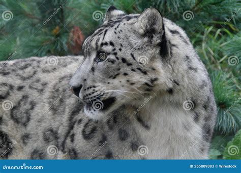 Closeup Shot Of A Beautiful Endangered Snow Leopard Stock Image Image