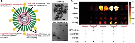 Liverspecific PDNA Delivery By Lipidcalciumphosphate LCP