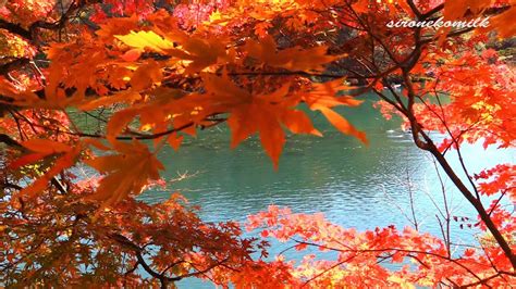 Beautiful Autumn Colors At Goshikinuma Fukushima Japan