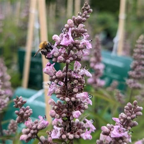 Vitex agnus castus Mönchspfeffer Pink Pinnacle Artländer Pflanzenhof