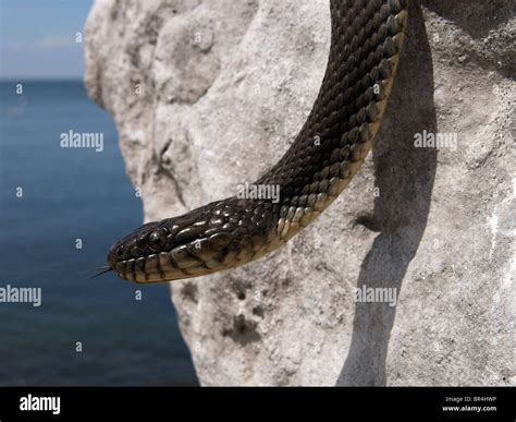 The Highly Endangered Lake Erie Watersnake Nerodia Sipedon Insularum