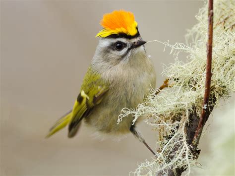 16 Birds With Beautiful Crowns With Pictures Sonoma Birding