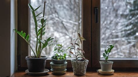 How To Water Your Houseplants The Right Way During Winter