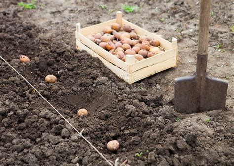 Processo Terminado De Plantar O Campo Da Batata No Gard Vegetal Imagem