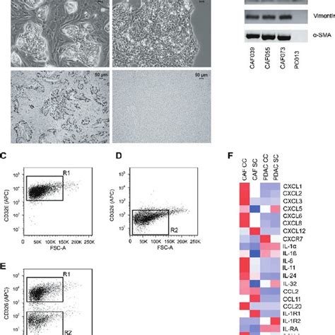 Figure W1 Characterization Of Primary Pdac And Caf Cell Lines Download Scientific Diagram