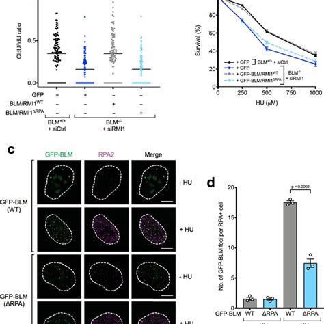 Rpa Binding Is Not Required For The Btr Complex To Suppress Sces