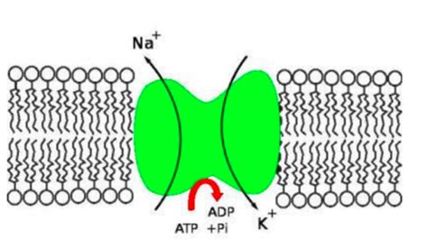 Resting Membrane Potential And Action Potentials Flashcards Quizlet