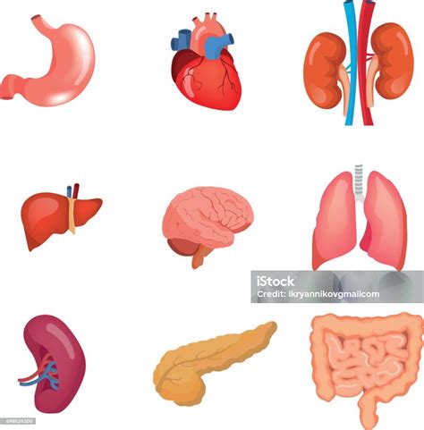 A Set Of Human Anatomy Organs In Medical Science Stock Illustration