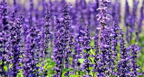 Cuidados De La Lavanda La Planta Arom Tica Por Excelencia Jardineria