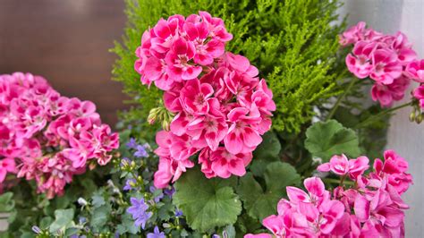 Discover Tips For How To Prune Geraniums For Winter Homes And Gardens