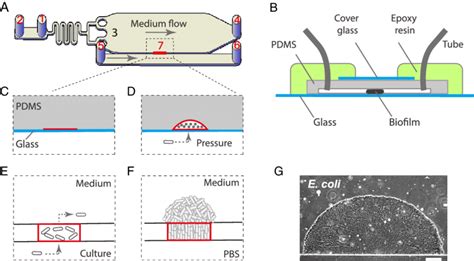 Microfluidic Design A Schematic Diagram Of The Microfluidic Device