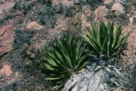 The Arizona Agave Is A Small Plant With A Rosette Of Mahogany Edged