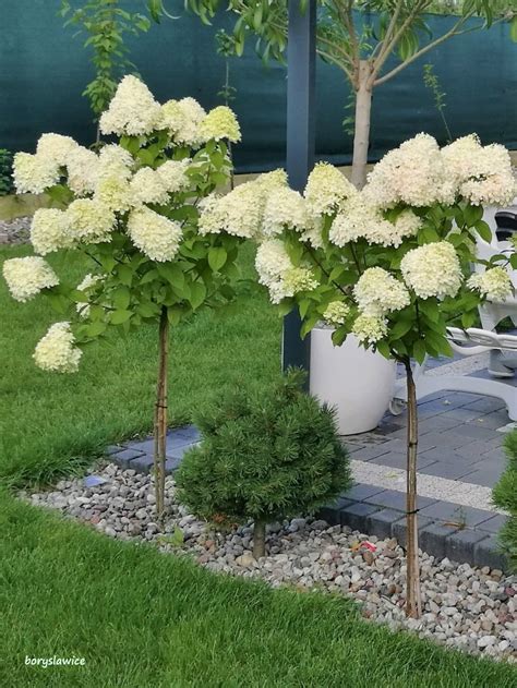 Hortensja bukietowa Biała Pełna na pniu Hydrangea Szkółka Drzew i